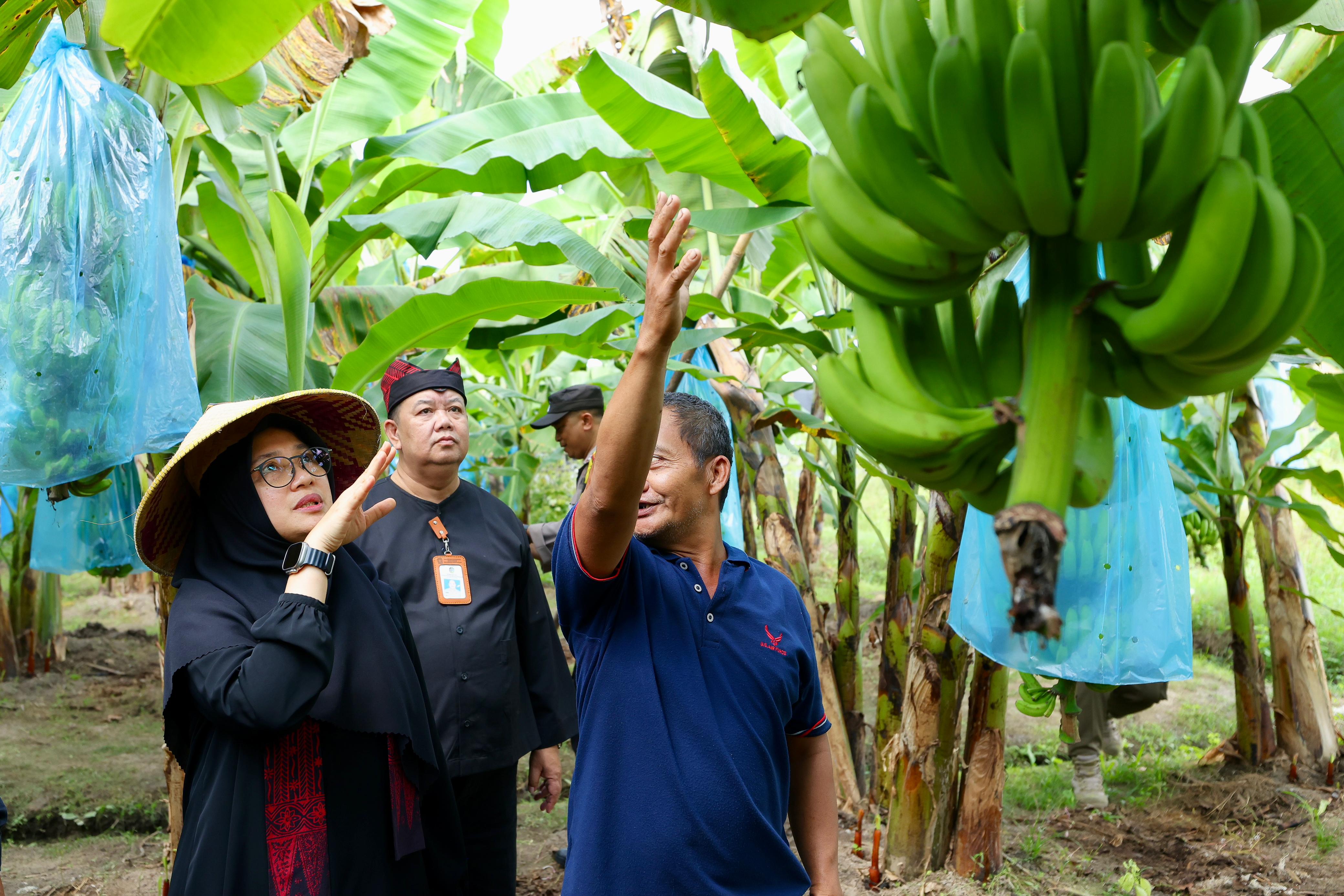 Pisang Cavendish Banyuwangi Tembus Supermarket di Surabaya dan Bali