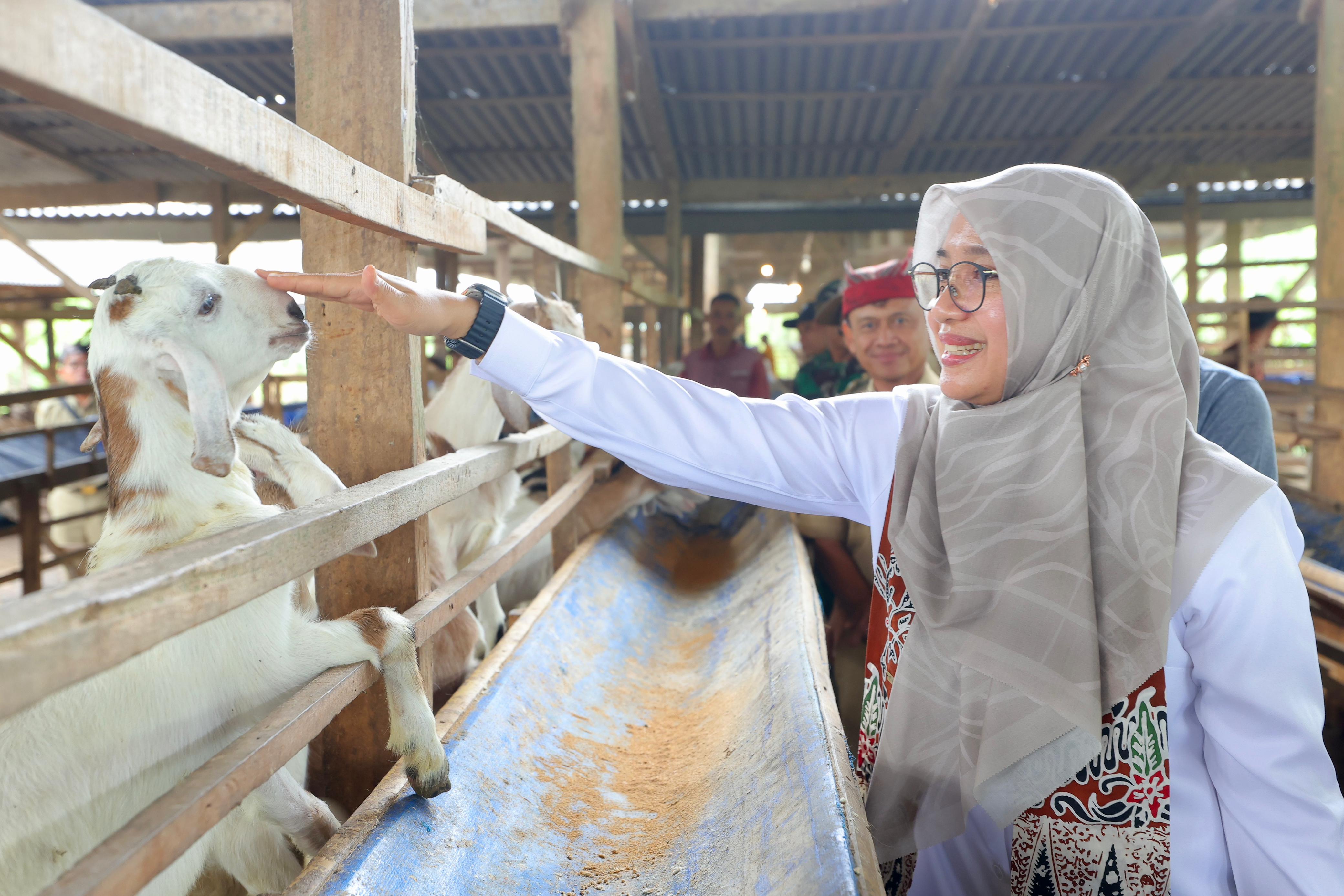 Jarot Setiawan, Pemasok Susu Kambing asal Banyuwangi untuk Pabrik Susu Bubuk