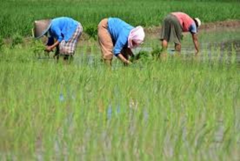 Ekspansi Jaringan Irigasi Banyuwangi Guna Posisikan sebagai Lumbung Pangan