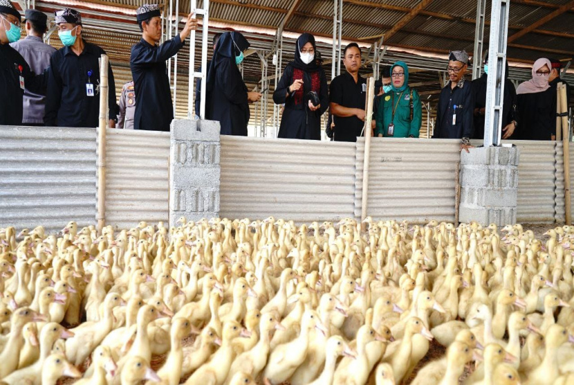 Banyuwangi Punya Kampung Bebek, Produksi 2.000 Ekor Bebek Potong Per Hari
