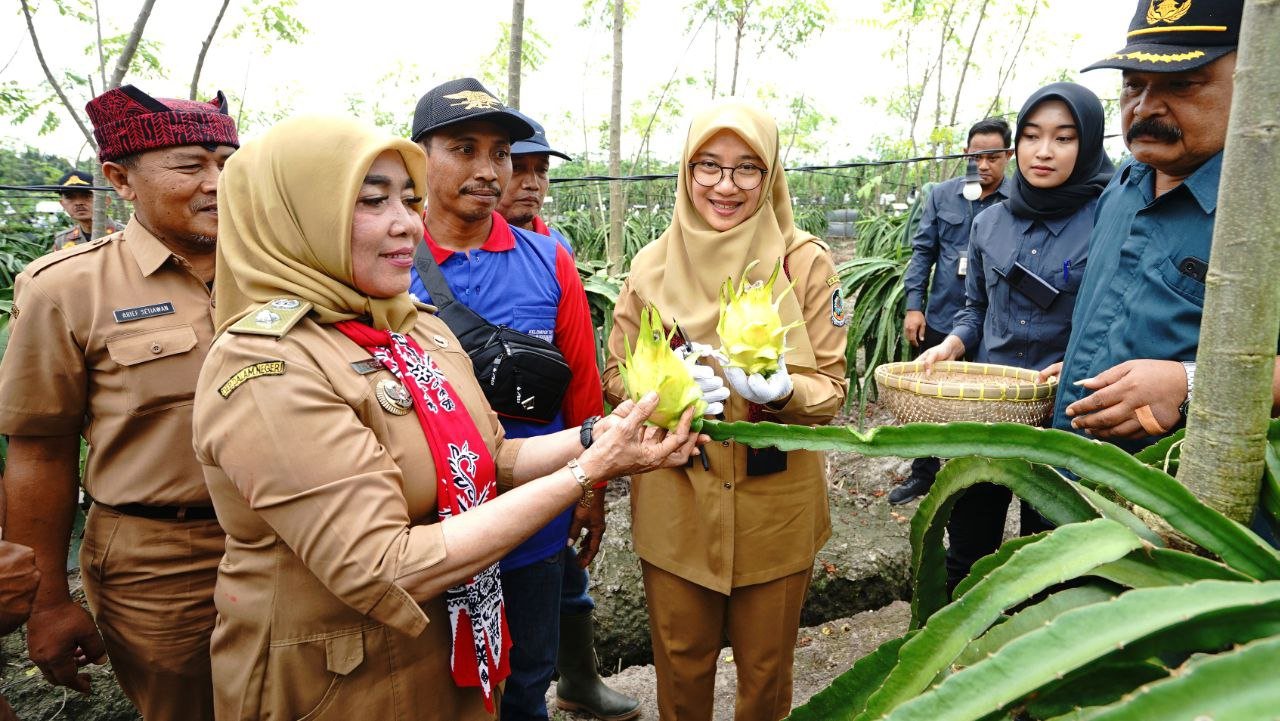 Pengembangan Varietas Baru Buah Naga Tingkatkan Kesejahteraan Petani Banyuwangi
