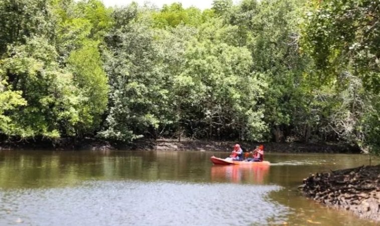 Pengalaman Tak Terlupakan di Mangrove Bedul: Dari Wisata Alam hingga Kuliner