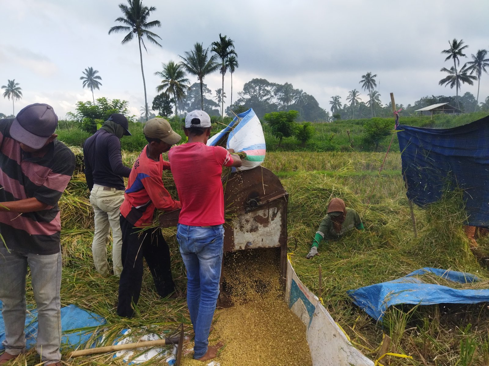 Dispertan Banyuwangi Targetkan Peningkatan Produksi Gabah di Musim Panen 2024