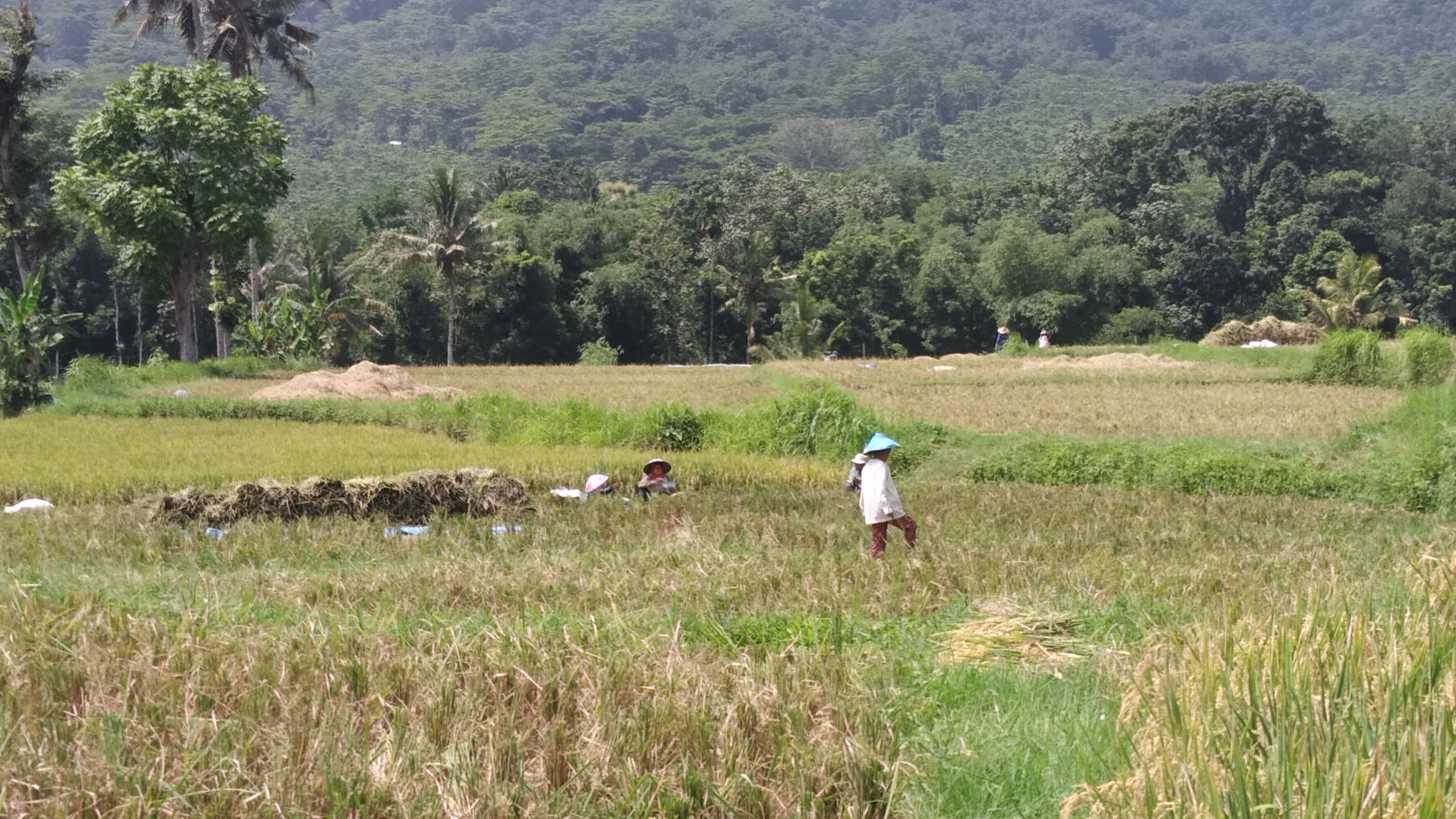 Dispertan Banyuwangi Gencarkan Pupuk Organik untuk Petani Lokal